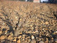 LES VIGNERONS D'ESTÉZARGUES Estézargues-1.jpg