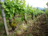 jura-bugey-savoie-167.JPG