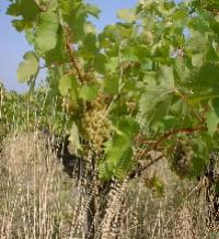 languedoc-roussillon-007.JPG
