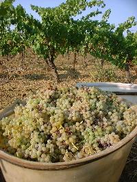 languedoc-roussillon-135.JPG